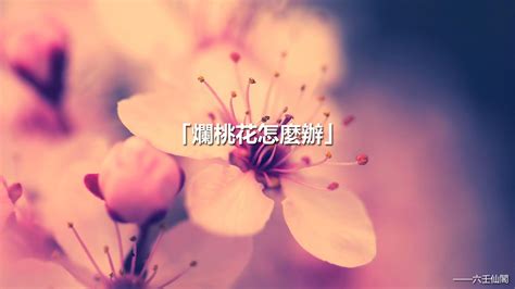 化解爛桃花|爛桃花糾纏怎麼辦？爛桃花化解方法 – 六壬仙閣